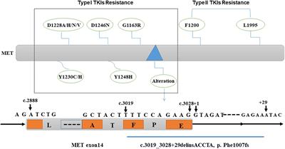 Targeting the HGF/MET Axis in Cancer Therapy: Challenges in Resistance and Opportunities for Improvement